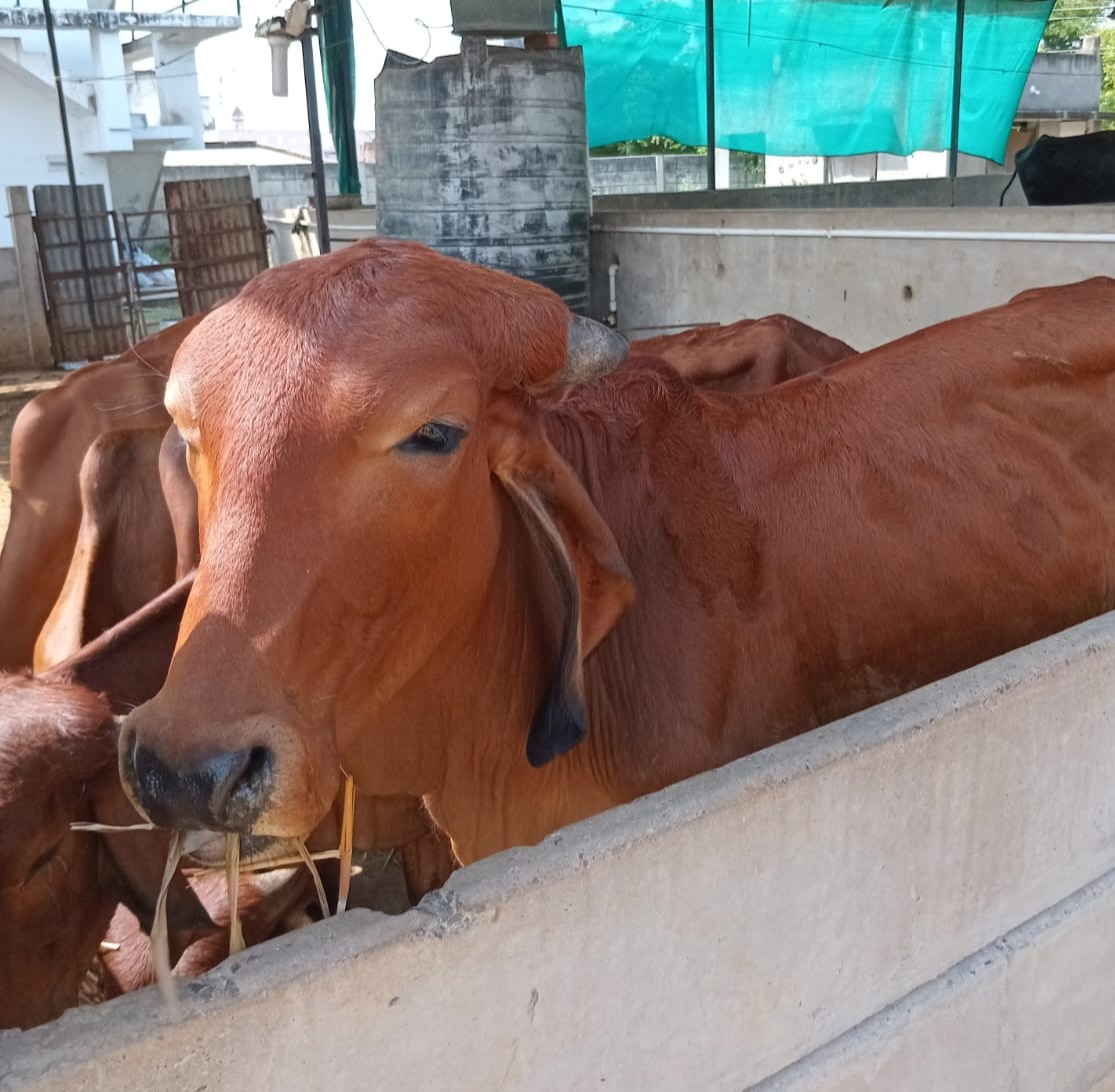 Cow at Gaushala